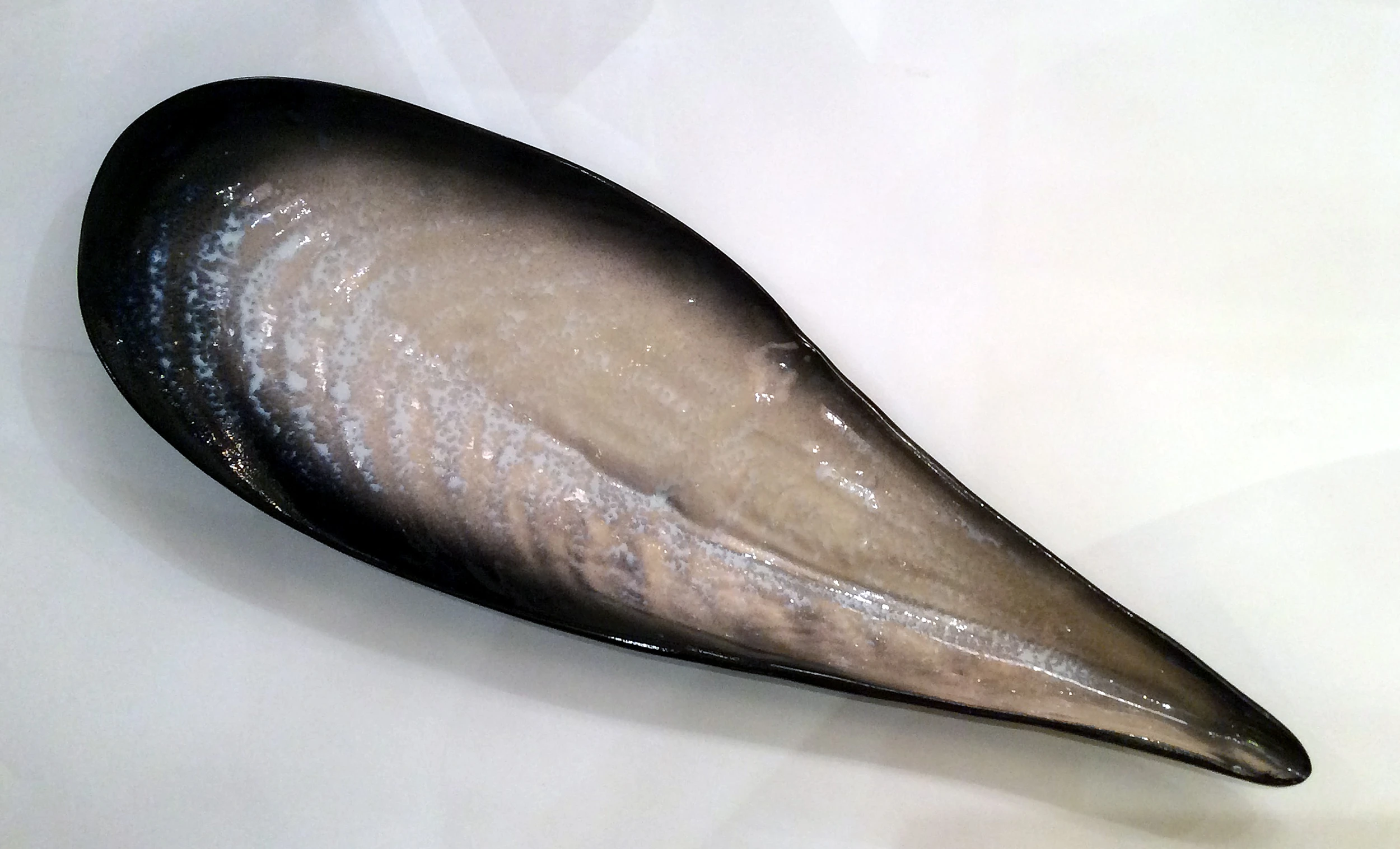 Grand plat Coquille de Pol Chambost-02